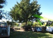 Kwikfynd Tree Management Services
sawpitcreek